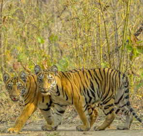 Tadoba-national-park